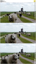 农业畜牧草地上的绵羊