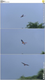 美丽的小鸟从树叶上飞起