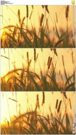 夕阳下的狗尾草