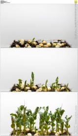 豆芽发芽