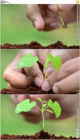 种树种下幼苗