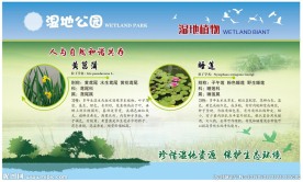 黄菖蒲 睡莲 千屈菜 植物园