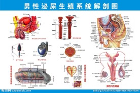医院男科男性泌尿生殖系统图