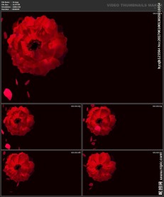 婚礼片头 喜庆 婚庆桃心 春节