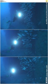 潜水鱼群