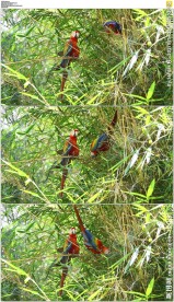 树上的两只红色鹦鹉