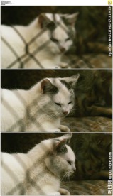 笼子里的小猫咪