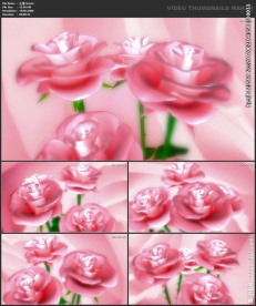 浪漫背景 婚礼婚庆 玫瑰花