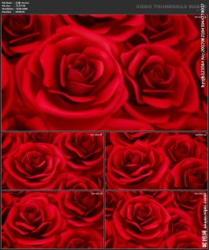 浪漫背景 婚礼婚庆 玫瑰花