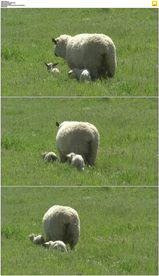 草地上的母羊和小羊