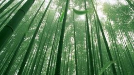 竹林 高清VJ舞台背景