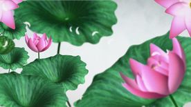 荷花盛开视频素材