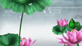 3D荷花视频素材