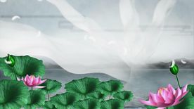 荷塘纱幔飘摇视频素材