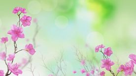 梦幻花朵绽放视频素材