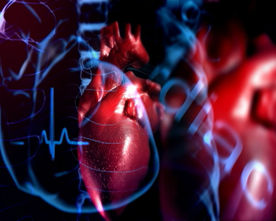 人体心脏