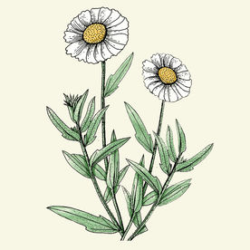 手绘非洲菊花无框画