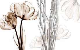 3D手绘水墨荷花电视背景墙