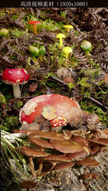 菌类植物生长特写慢镜头