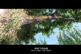 大树 树冠 树干