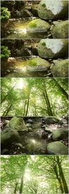 阳光穿透树叶森林流水