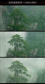 黄山迎客松实拍视频素材