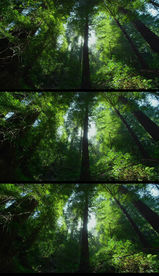 深山野林风景实拍视频素材