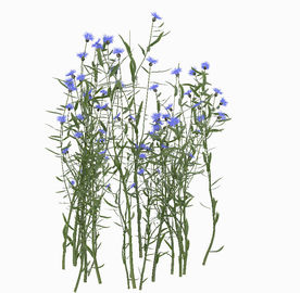 紫色花植物模型