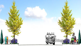 银杏行道树断面图