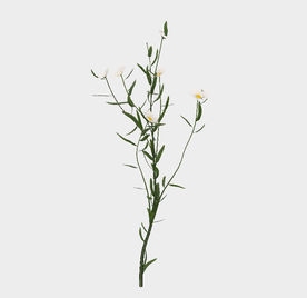 白色野菊花模型