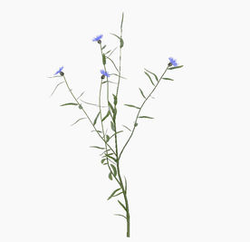 观赏性植物模型