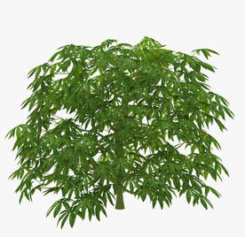 常年生绿色植物模型