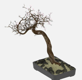 梅花盆景模型