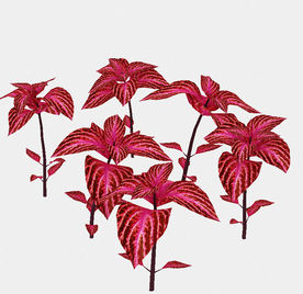 室外红色植物模型