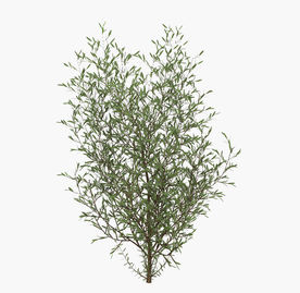 路边绿叶植物模型