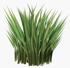 绿色尖叶植物模型