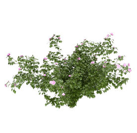 丛生绿色植物模型