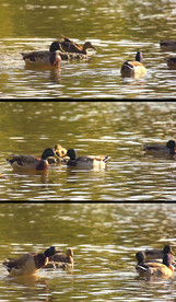 池塘里的鸭子实拍视频素材