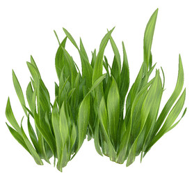 绿叶室外植物模型