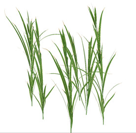 绿草绿叶植物模型