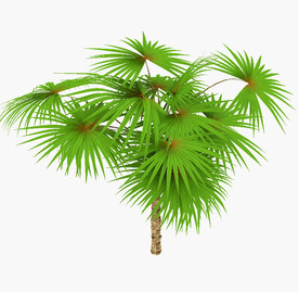 绿色棕榈树模型