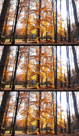 秋天枫林落叶合成背景视频素材