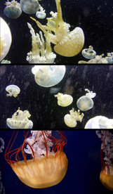 海底世界水母实拍视频素材