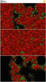 2K玫瑰花朵转场