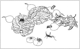 花鸟虫草白描素描 国画工笔