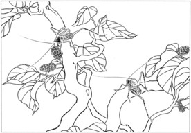 花鸟虫草白描素描 国画工笔