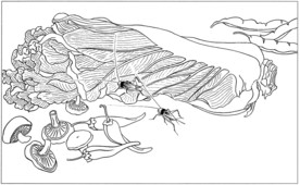 花鸟虫草白描素描 国画工笔