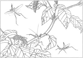 花鸟虫草白描素描 国画工笔