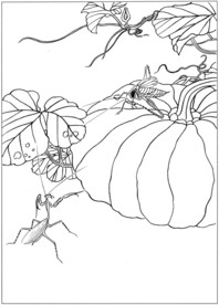 花鸟虫草白描素描 国画工笔