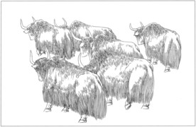 耗牛白描素描线描国画